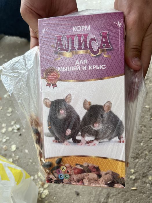 Белый хомяк девочка с клеткой