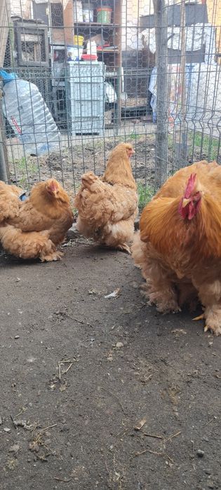 Pui oua brahma hd uriaș, cochinchina bobat, negru, galben,  calitate