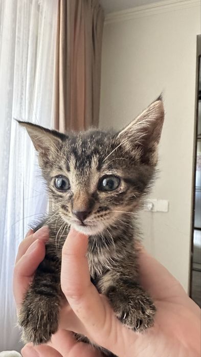 Котенок , полупородистый