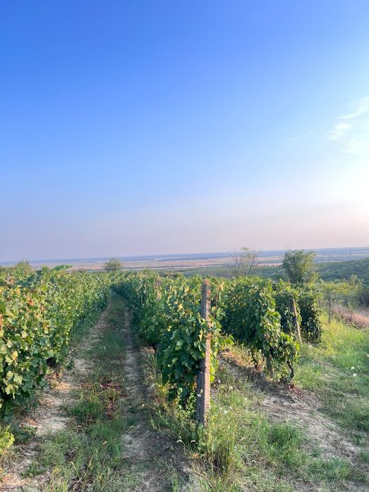 Struguri valea calugarească