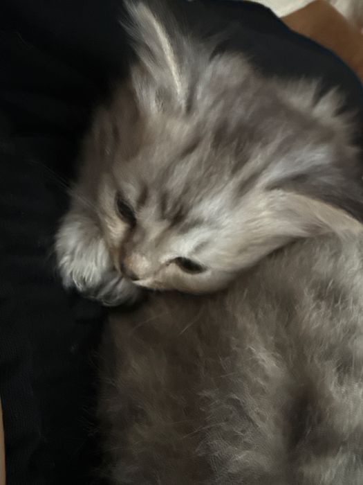 Скоттиш-страйт 1 месяц