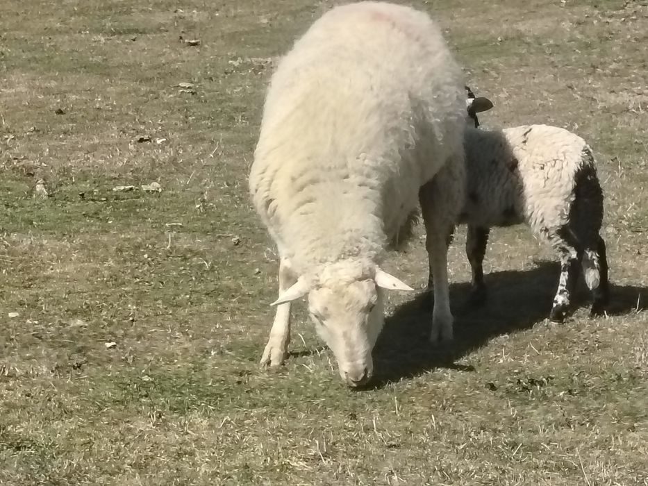 Miei țigăi de vânzare