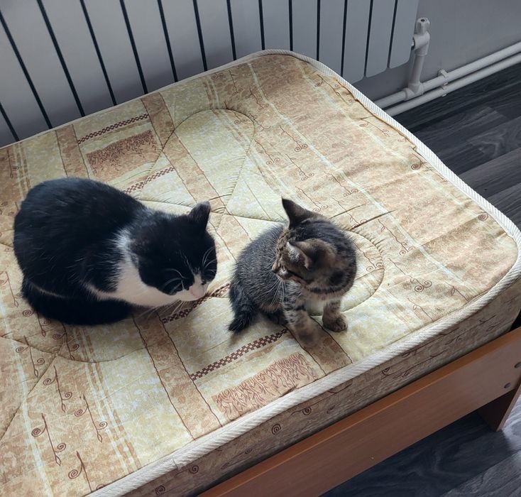 Котята в добрые руки