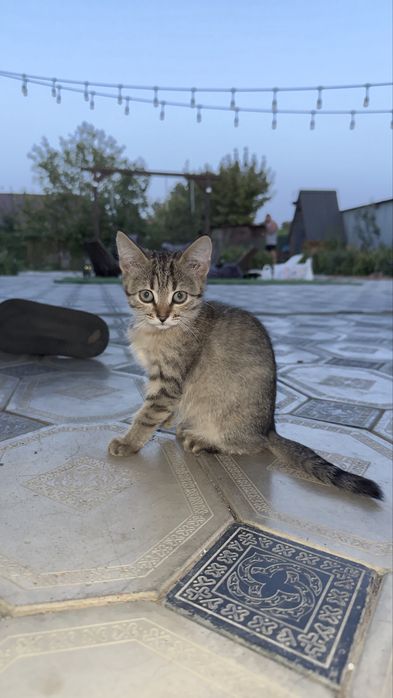 Отдам котят в добрые руки