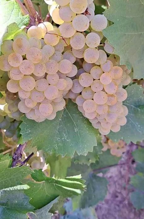 Vand struguri de vin