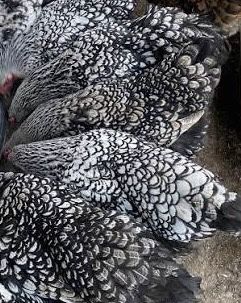 Сребърен виандот