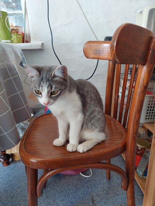 Кошечка 7 месяцев