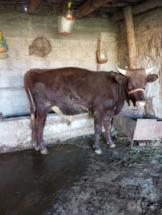 Buqa sotiladi narxi kelishiladi sogʻlom