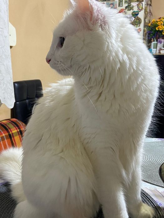 Домашна котка - НИЯ