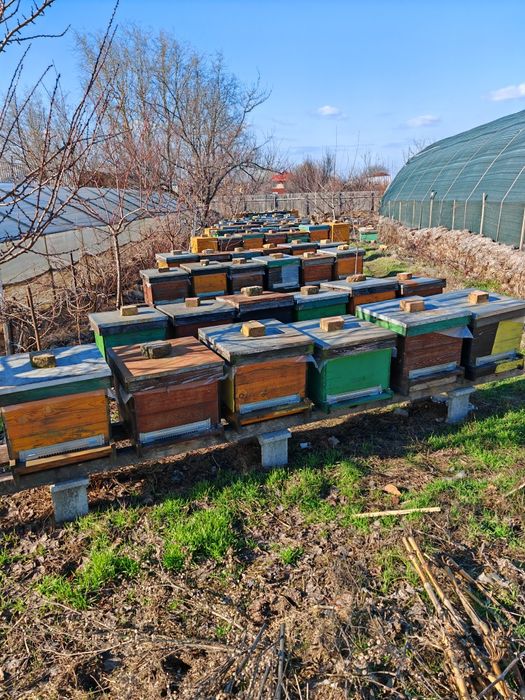 Vând 40 familii de albine