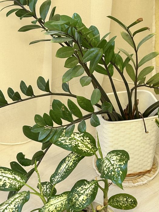 Денежное дерево большое