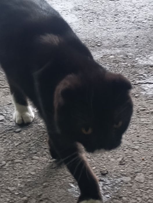Чей котик красавчик?