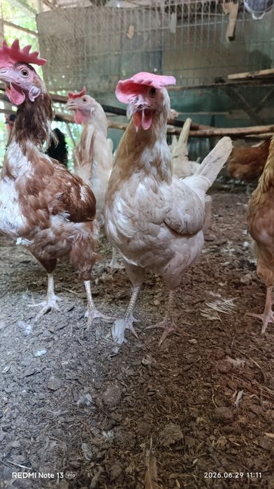 Продам домашних кур.