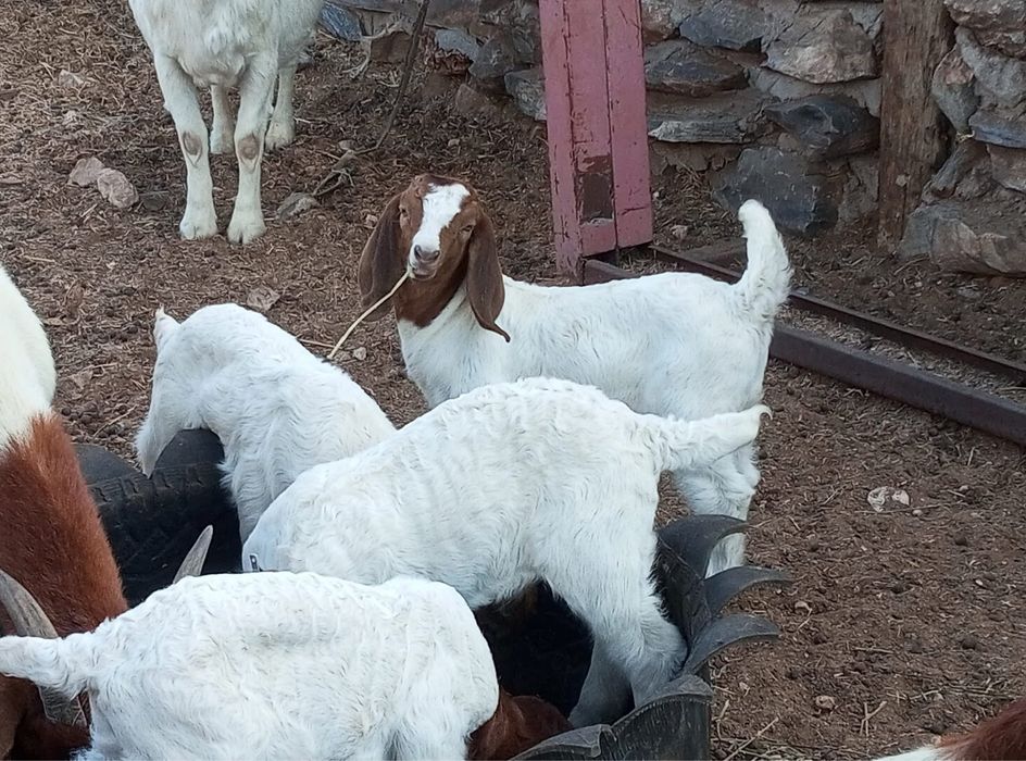 Disponibil capre si iezi din rasa Boer vacinate si deparazitate confor