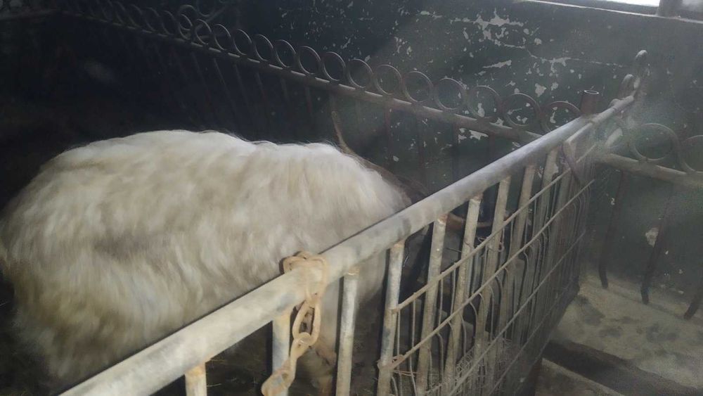 Продавам ярета и кози