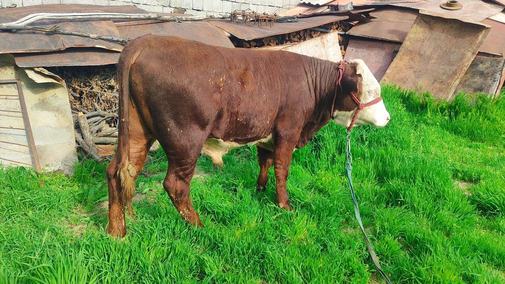 Бычки Сементал и Герефорд