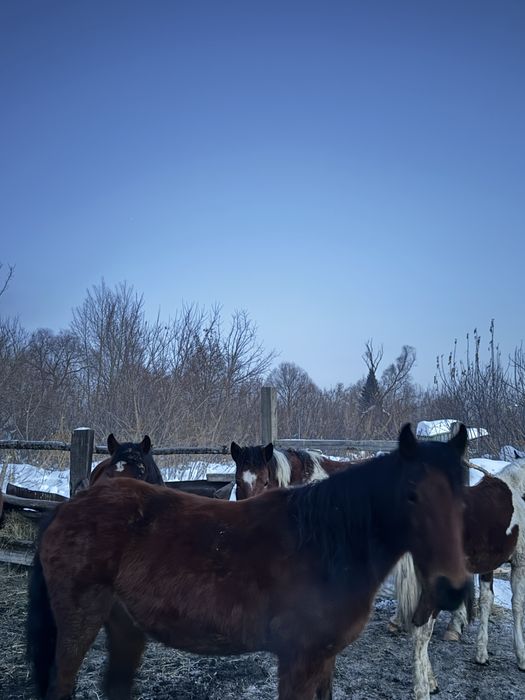 Продам лошодей кобыл