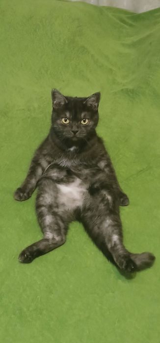 Отдам двух кошек