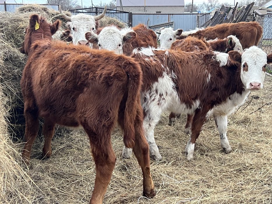 Баспак сатылады 8