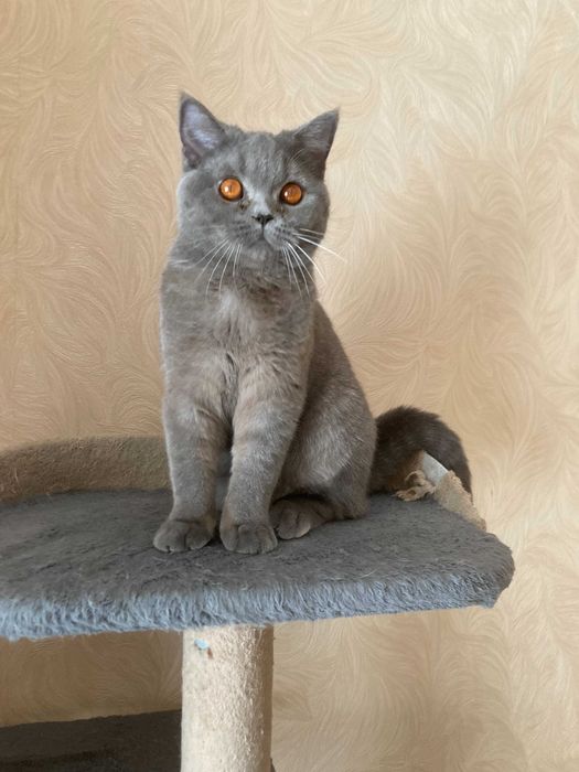 Британская кошка