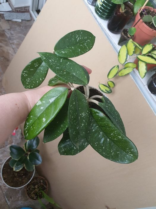 Hoya Dasyantha Splash,