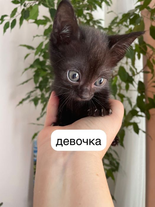 Котята в ответственные руки