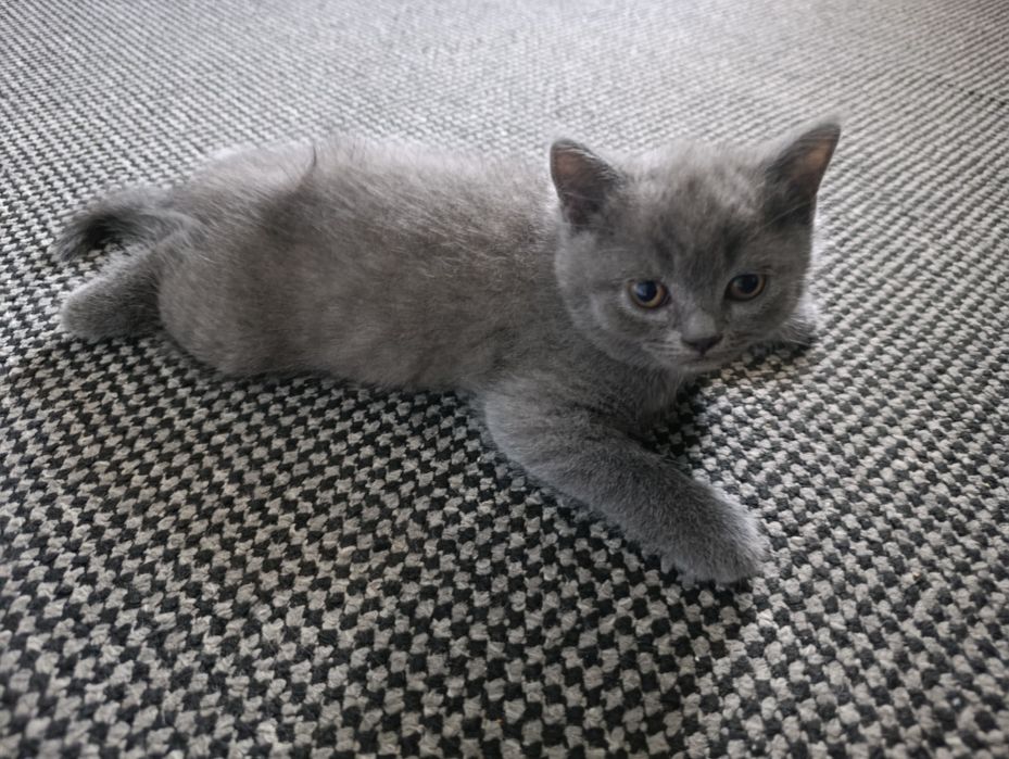Британски котета