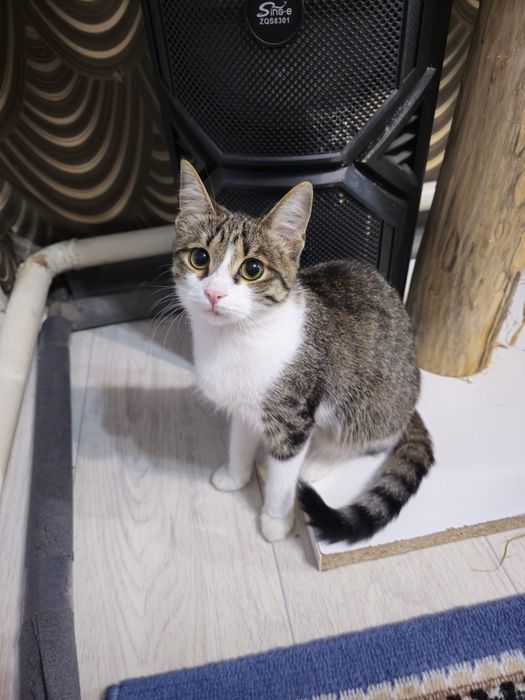 Котенок в добрые руки девочка
