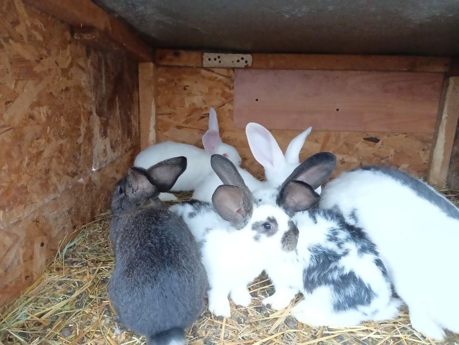 De vânzare  3 pui de iepuri