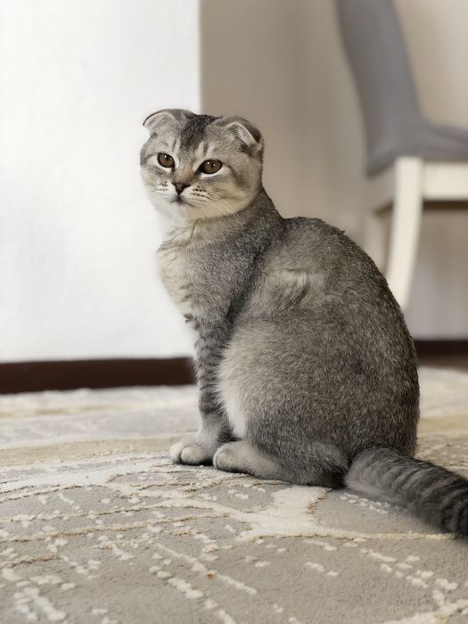 Шатланский котёнок вислоуха