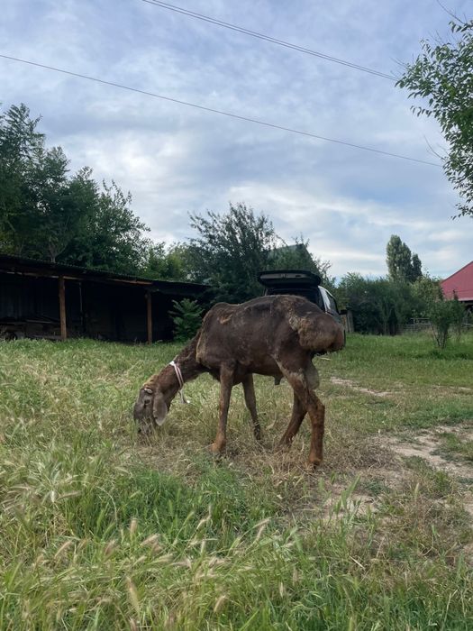 Арашан қошқар сатылады үлкен