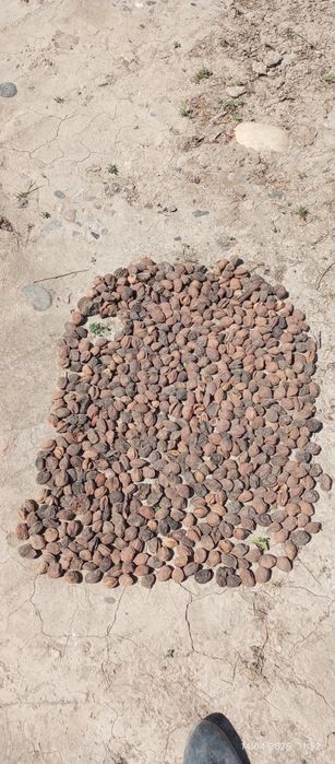 Туршак бор-6000 сўм