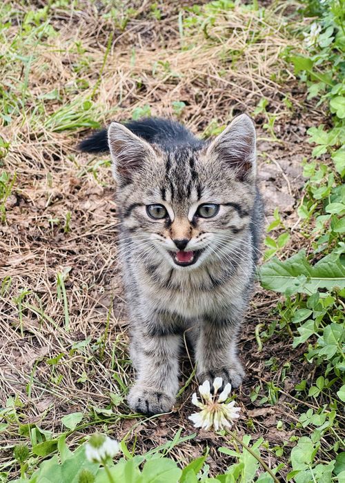 Отдам котенка в добрые руки