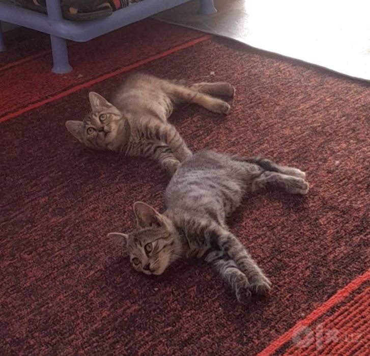 Отдам котенка в хорошие руки