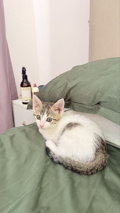Котенок, девочка, в добрые и терпеливые руки