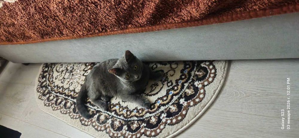 Красавица в любящую семью!