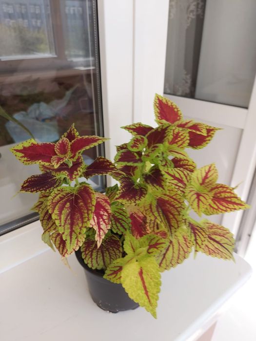 Цветок колеус!!!