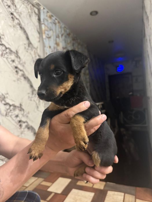 Продаются щенки ягтерьера