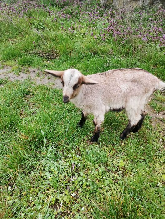 продавам 6 броя ярета на два месеца