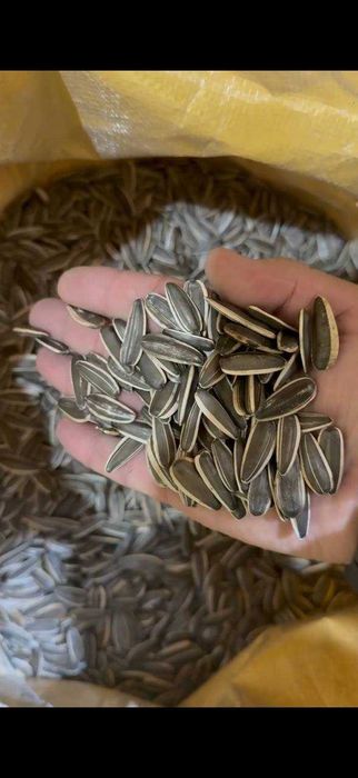 Семечка, писта бор, Хитой