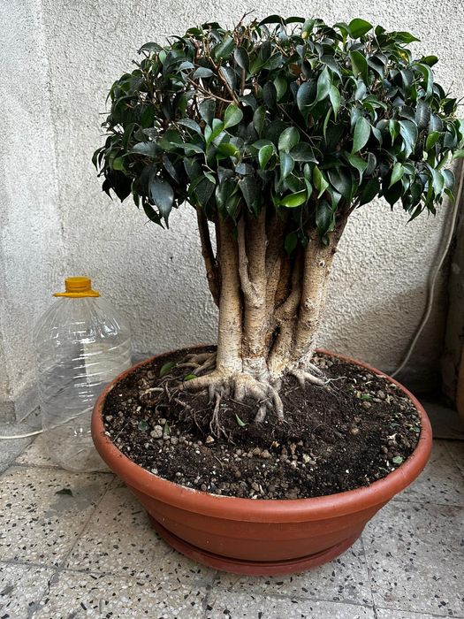 Фикус Бенджамин - бонсай