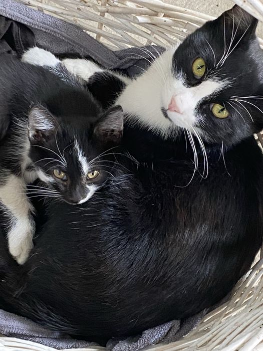 Пропал кот черно-белого окраса