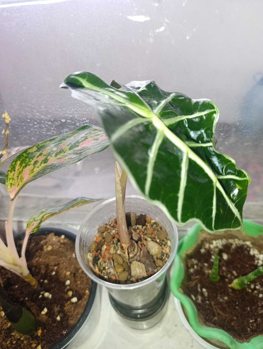 Алоказия полли детка маленька