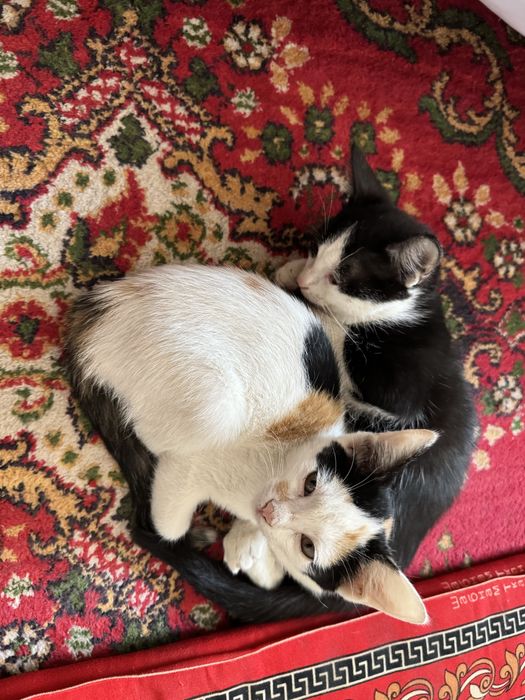 Қолға үйренген, таза мысықтар      Бесплатно