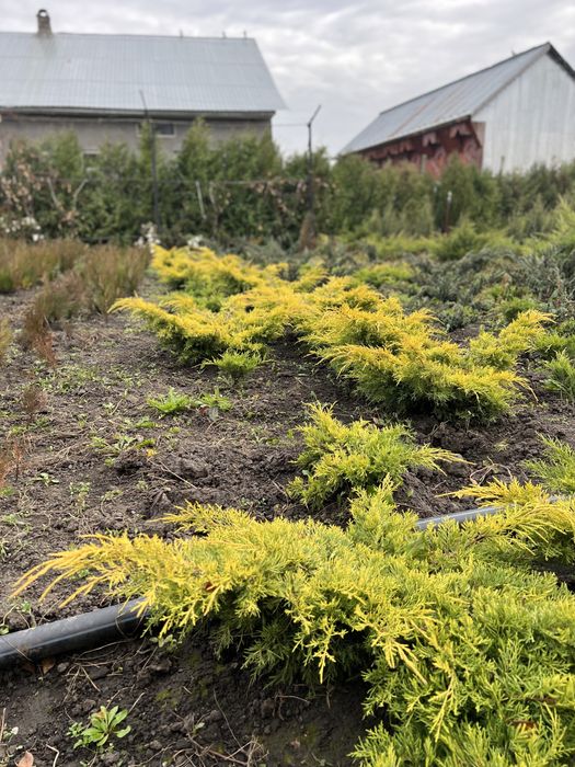 Tuia Gold Smarald 80 cm , 100 cm