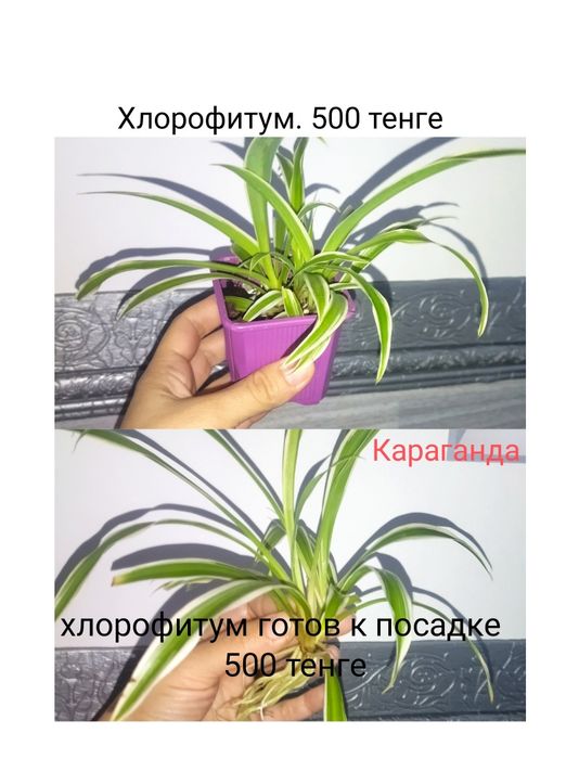 Комнатные растения