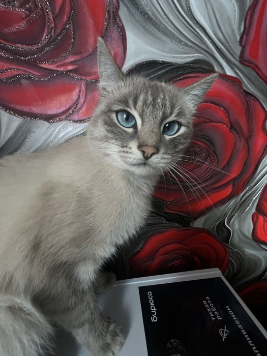 Пропал кот, сиамский