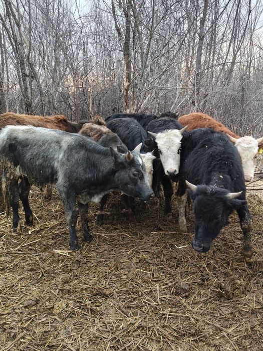 Продам Бычков разных породы