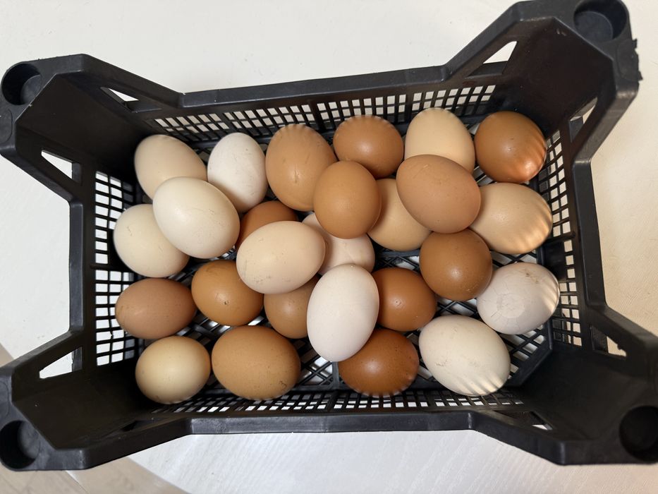 Продам домашние яйца
