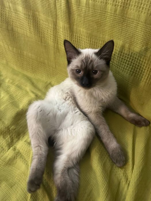 Потерялся кот сиамский